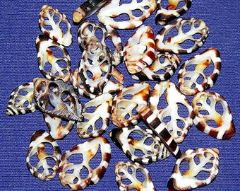 Engina Histrio Shells~3/4"Sliced,Center Cut Craft Seashells (10 Shells)