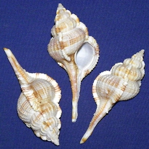 Murex Serratospinosus Craft Seashells ~ 2-1/2&quot; - 3&quot;  (2 Shells)