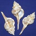 see more listings in the *Murex/Snails/Spindle section