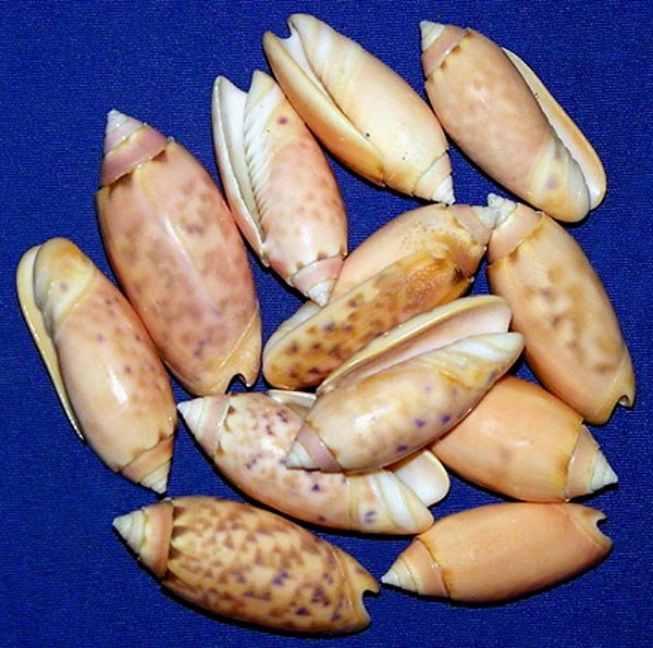 Oliva Lignaria Pink/orange Olive Shells 1-1/2