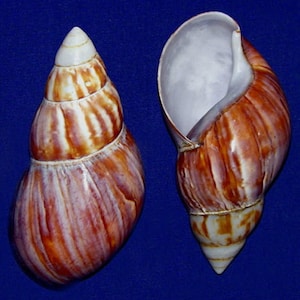 May include: Two sea snail shells with spiral patterns. The shells are a mix of brown, white, and purple. One shell is intact, while the other is open, showing a white interior. The background is a solid blue.