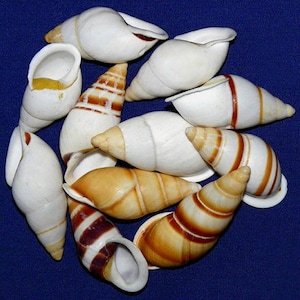 Sulu Land Snail Shells ~ 2"-2-1/2" ~ Craft Seashells  (5 Shells) WHOLESALE~ PRICING ~ (Bag of 20 (10.00)