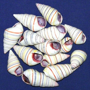 May include: A collection of seashells with a spiral shape and a mix of colors. The shells have a cream base with stripes of orange, yellow, and gray. The inside of the shells is a deep purple color.