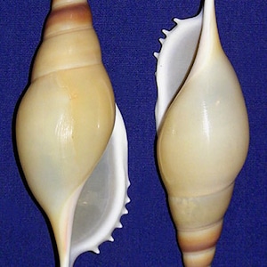 May include: Two conch shells with a cream and brown color scheme are displayed against a blue background. The shells have a spiral shape with a pointed end and a wide opening. The shells are a natural product and are likely used for decorative purposes.