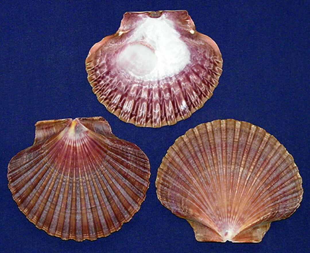 Mexican Deep Scallop Sea Shells - Pecten vogdesi