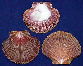 Mexican Flat Scallop Cockle, Clam, Pecten Seashells ~  3&quot; ~ Shell Craft/Supply  (5 Shells)