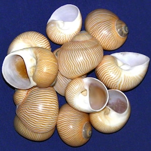 Può includere: Un gruppo di dieci conchiglie con un motivo a strisce bianche e marroni. Le conchiglie sono disposte in cerchio su uno sfondo blu.