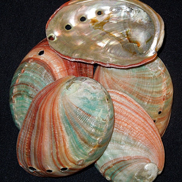 Pink Haliotis Abalone Seashell  2-1/2" - 3" (1 Half Shell)