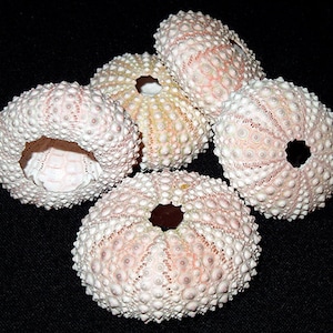 Puede incluir: Cinco conchas de erizo de mar blancas y rosadas con un agujero en el centro de cada una. Las conchas están cubiertas de pequeñas protuberancias.