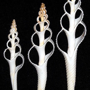 May include: Three white, spiral-shaped seashells of varying sizes against a black background. The shells have a unique open design with a textured, ridged lower portion and a pointed top. The largest shell is approximately 15 cm tall.