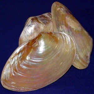 May include: Three iridescent seashells with a pearlescent sheen. The shells have a smooth, curved surface with a range of colors, including gold, cream, and hints of pink and purple. The shells are arranged against a dark blue background.