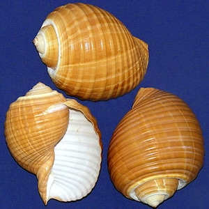 May include: Three brown seashells with a spiral pattern. The shells are arranged in a triangular shape on a blue background.