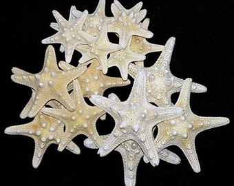 White Knobby Bumpy Starfish Sea Stars ~ Available in Four Sizes ~ 1"-2", 2"-3", 3"-4", 4"-5" (Each)