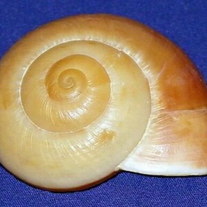 Puede incluir: Concha de caracol en espiral con una superficie lisa y brillante. La concha pasa de un color crema claro en el centro a un tono marrón dorado cálido en los bordes exteriores. La forma de la concha es un diseño natural y orgánico.