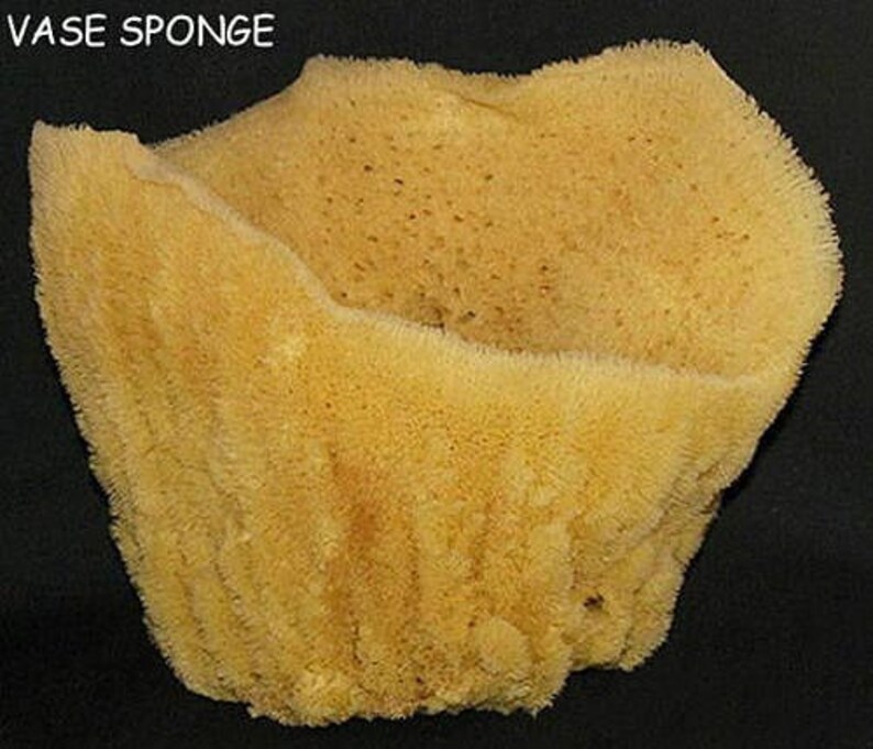 Tropical Vase Sea Sponge Approx. 8 X 8 X 8 Etsy