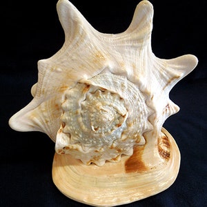 Cassis Cornuta Queen Horned Helmet Shell 8-1/2 X 5-3/8 X 2lb.11oz.Minor imperfections will exist1 Shell image 3