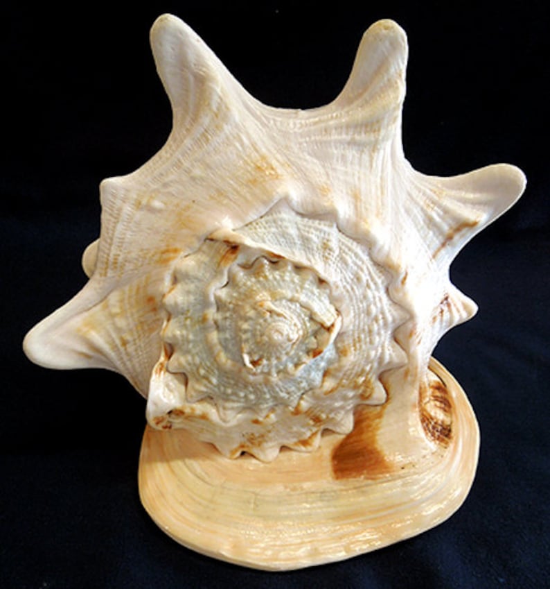 Cassis Cornuta Queen Horned Helmet Shell 8-1/2 X 5-3/8 X 2lb.11oz.Minor imperfections will exist1 Shell image 3