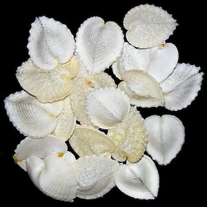 May include: A collection of white seashells with a heart shape. The shells have a textured surface and are arranged in a pile.