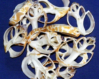 May include: A collection of white and brown seashells with intricate patterns and holes. The shells are arranged in a pile on a blue background.