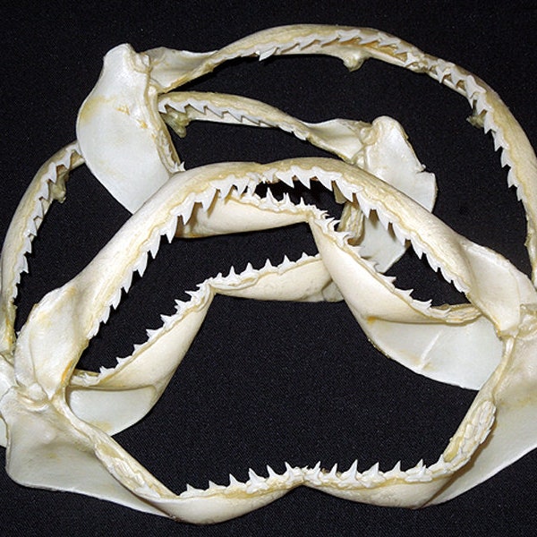 Shark Jaw Bone - Etsy