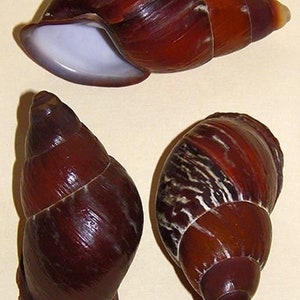 May include: Three brown snail shells with different patterns. The shell on the top is open, revealing a white interior. The shell on the left is a solid brown color. The shell on the right has white stripes.