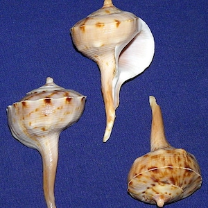 Spiral Tudicla spirillus Shell 2-1/2” (1 Shell)