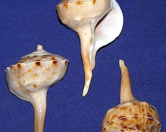 Spiral Tudicla spirillus Shell 2-1/2” (1 Shell)