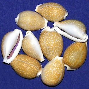 Cypraea millaris Cowrie Cowry 1-1/4&quot;-1-1/2&quot; Seashells (2 Shells)