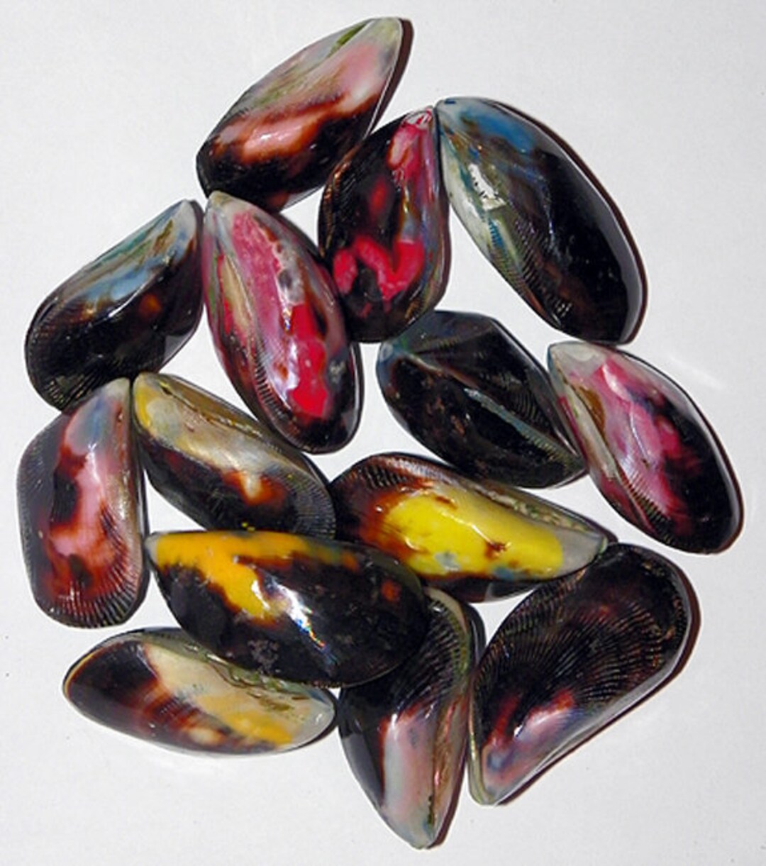 Dyed Polished Multi-colored Real Angel Wing Mussel Shells (1