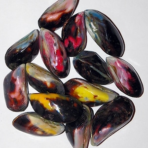 Könnte beinhalten: Eine Sammlung von 12 bunten Muscheln mit verschiedenen Mustern und Farben, darunter Schwarz, Gelb, Rot und Blau. Die Muscheln sind glatt und glänzend und haben eine natürliche, organische Form.