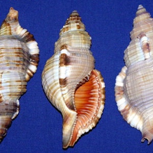 May include: Three seashells with brown, white and orange markings. The shells are spiralled and have a textured surface.