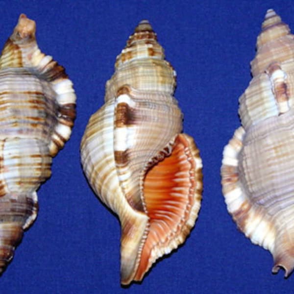 Große Hairy Triton Muscheln (Cymatiumpilare) ~ 3-1 / 2 "-4" ~ Craft Seashells ~ (1 Muschel)