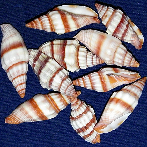 Mitra Acuminata 1"-1-1/2" Craft Seashells (5 Shells)