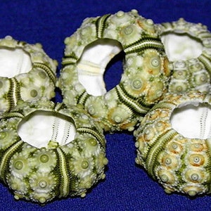 Puede incluir: Cinco conchas de erizo de mar verdes y blancas con un agujero en el centro. Las conchas tienen una superficie texturizada con pequeños bultos y crestas.