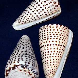 May include: Three cone-shaped seashells with a white base and brown spots. The shells have a smooth, glossy texture and are arranged on a dark blue background. The shells vary in size and shape, showcasing natural variations.