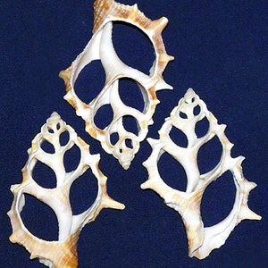 Puede incluir: Tres conchas blancas y marrones con intrincados diseños calados. Las conchas están dispuestas en forma triangular sobre un fondo azul oscuro.