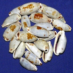 Cypraea Erronea cylindrica - Cowrie Seashell ~25/29mm. (1&quot;)~Specimen Collector Seashells ~ (1 Shell)