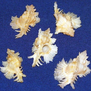 Chicoreus Orchidiflorus ~ Murex Shell (22-28mm.) -(3/4"-1-1/4") ~ Specimen Collector Seashell (1 Tiny Shell)