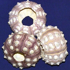 May include: Three purple and white sea urchin shells with a hole in the center. The shells are arranged in a triangular shape.
