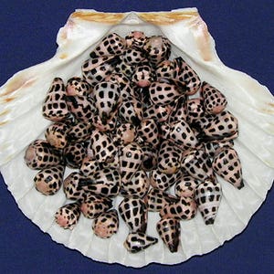 May include: A collection of small, cone-shaped seashells with a distinctive black and white checkered pattern, nestled inside a large, white scallop shell. The shells are arranged on a dark blue background, creating a striking contrast.