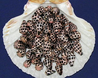 Hebrew Cone~Conus ebraeus Shell Craft Jewelry Seashells~ Hand Picked~(10 Nice Shells)~SELECT SIZE~