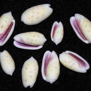 May include: A collection of nine seashells with a white and yellow exterior and a purple interior. The shells are arranged on a black surface.