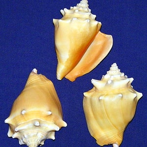 Conchiglie di conchiglia da combattimento della Florida~Strombus alatus 3"~Conchiglie artigianali/fornitura~ (1 conchiglia) BULK~ PREZZI ALL'INGROSSO~~ (sacchetto da 10 (6,30)