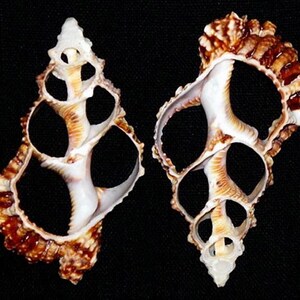 Puede incluir: Dos conchas marinas ornamentadas con intrincados diseños calados. Las conchas presentan una mezcla de tonos blancos, beige y marrón, con un exterior texturizado y acanalado. Los espacios abiertos crean una estética única y aireada.
