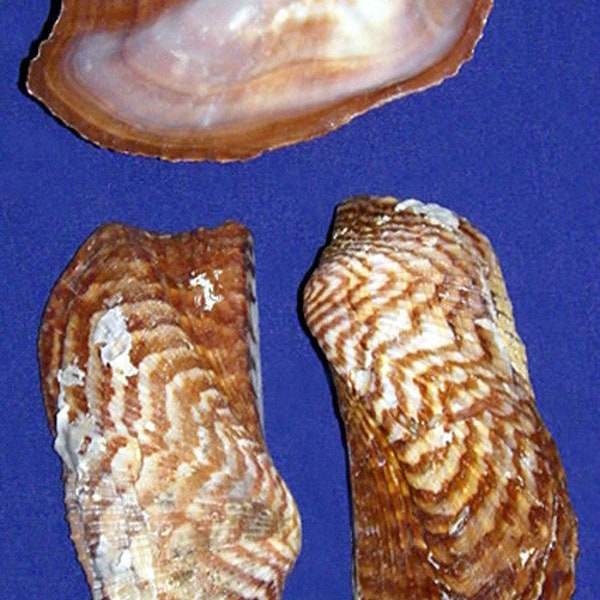 Arca navicularis  ~ Turkey Wing Clam Half Shells (2"-2-1/2") Craft Seashells (3 Shells)  BULK~ WHOLESALE~ PRICING ~ (Bag of 20) 8.00