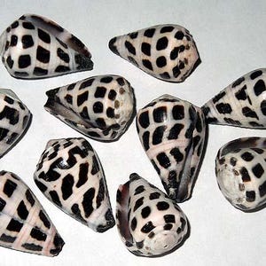 Puede incluir: Una colección de conchas marinas en forma de cono con un patrón distintivo. Las conchas son principalmente blancas con un patrón negro en forma de rejilla. Algunas conchas tienen un tinte rosado cerca de la abertura. Las conchas están dispuestas sobre una superficie blanca.