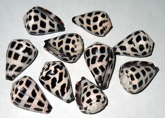 Hebrew Cones~Conus ebraeus Shells ~ Craft Jewelry Seashells ~(10 Hand Picked Nice Shells)  (1"-1-1/8")
