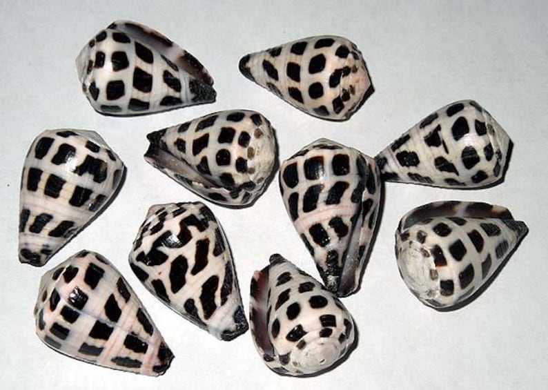 May include: A collection of cone-shaped seashells with a distinctive pattern. The shells are primarily white with a black, grid-like pattern. Some shells have a pinkish hue near the opening. The shells are arranged on a white surface.