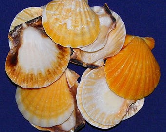 il_340x270.1183849214_fonc.jpg