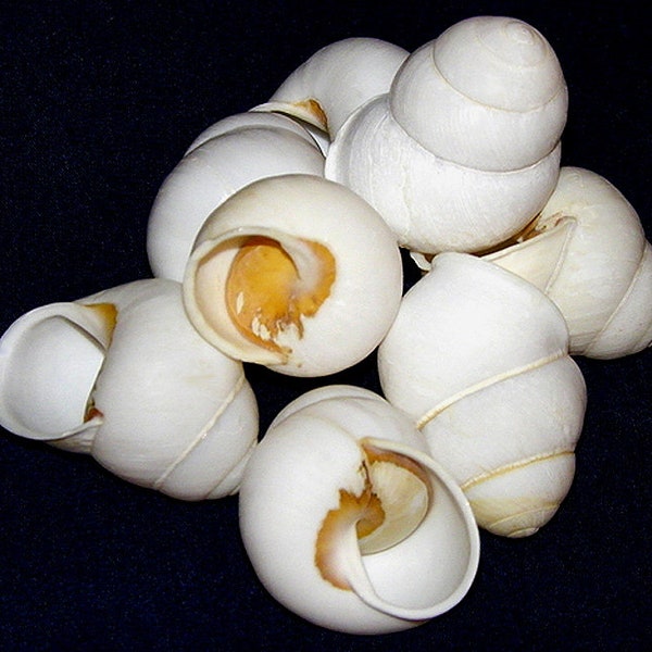 White Turban Land Snail Shells 1-1/2" (5 Shells)